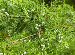 Eastern redcedar