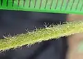 Leaf stalk hairs
