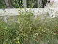 Plant generally upright
