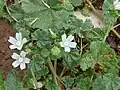 Flowers, fruits and leaves, closer