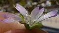 Flower, petals without hairs, or with little, at centre