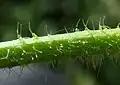 Hairs generally simple with conspicuous bulbous bases (as M. sylvestris)
