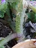 Plant base