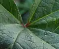 Leaf upperside