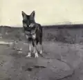 Journey