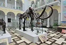 Mammuthus primigenius'' Blumenbach
