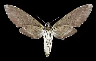 Female underside