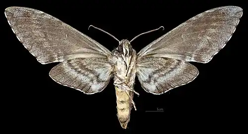 Female ventral
