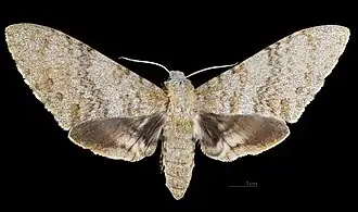 Female dorsal