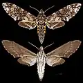 Manduca leucospila
