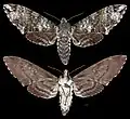 Manduca lichenea