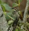 The lower reaches of the river are an important site for mangrove honeyeaters
