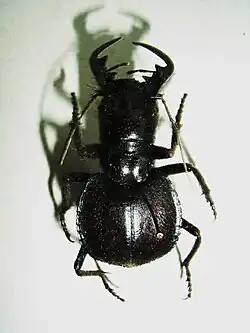 Museum specimen of Manticora sp. from Mozambique