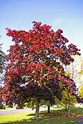 Maple tree