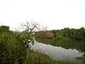 Mapusa river in Aldona Goa