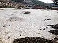 A simple mosaic floor, Tell Mar Elias