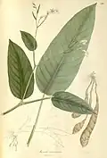 Maranta ramosissima