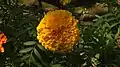 Yellow marigold
