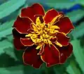 A marigold flower head