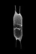 Biddulphia sp.