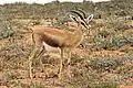 G. d. massaesyla, Souss-Massa National Park, Morocco