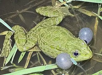 Showing vocal sac.