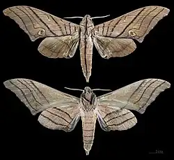 Marumba cristata