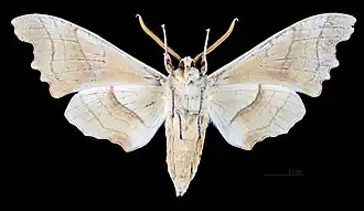 Male underside