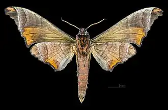 Male ventral