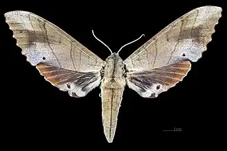 Female, dorsal view