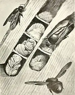 Cross-section of brood chambers