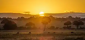 Maasai Mara scenery