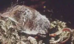 Brown shrew