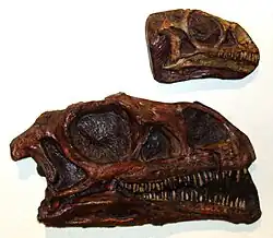 Photograp of two skull casts, a large and a small, lying next to each other