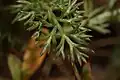 The pinnately dissected leaves are sweet-scented when crushed
