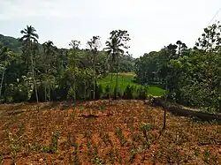 Mattakkara, Manal