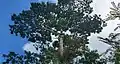 Mature tree canopy