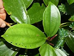 Foliage