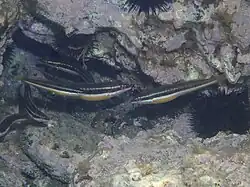 Females