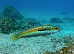 Male