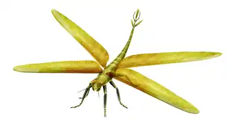The giant dragonfly-like insect Meganeura monyi grew to wingspans of 75&nbsp;cm (2&nbsp;ft 6&nbsp;in) in the late Carboniferous, around 300 million years ago.[39]