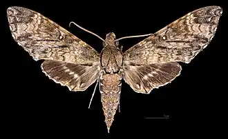 Male dorsal