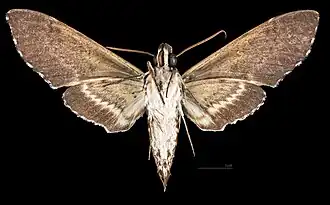 Male ventral