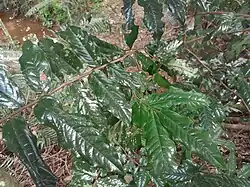 Foliage
