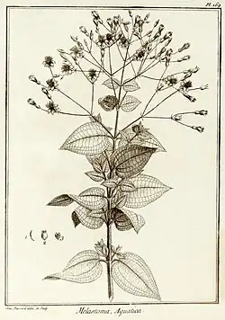Nepsera flower
