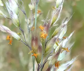 inflorescence