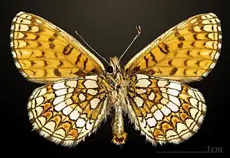 Male underside