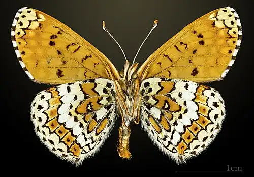 Underside