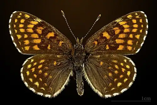 Male