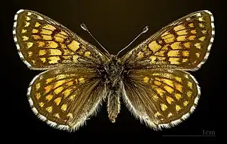 Female